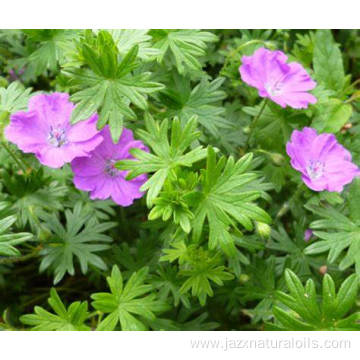 Factory supply Geranium Essential Oil New for Aromatherapy